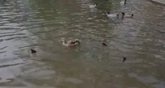 Piazza Dante, sette anatroccoli ingoiati dal canale di scolo. L’Oipa protesta: “Situazione di pericolo segnalata da tempo al Comune”