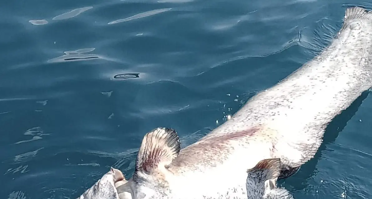 Pesce siluro nel Garda, cresce la preoccupazione