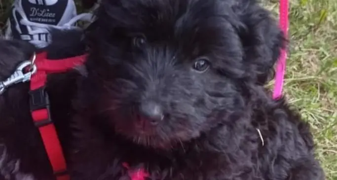 La cucciola Yuki cerca una nuova famiglia