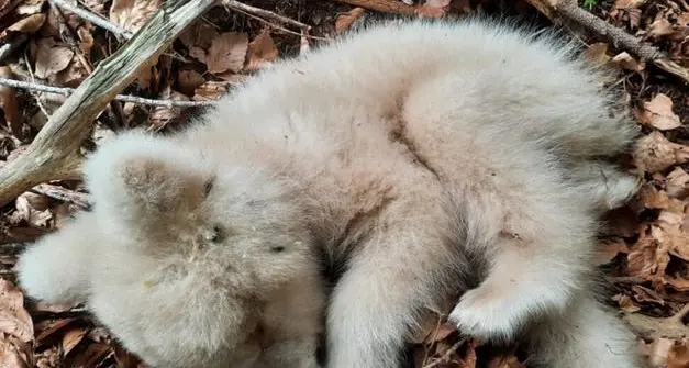 Cucciolo di orso albino trovato morto in Bondone, esposto dell’Enpa contro la Provincia: «Grave omissione di soccorso»