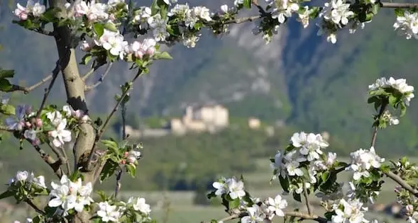 A Mollaro, sabato e domenica c’è la festa dei meli in fiore della Val di Non
