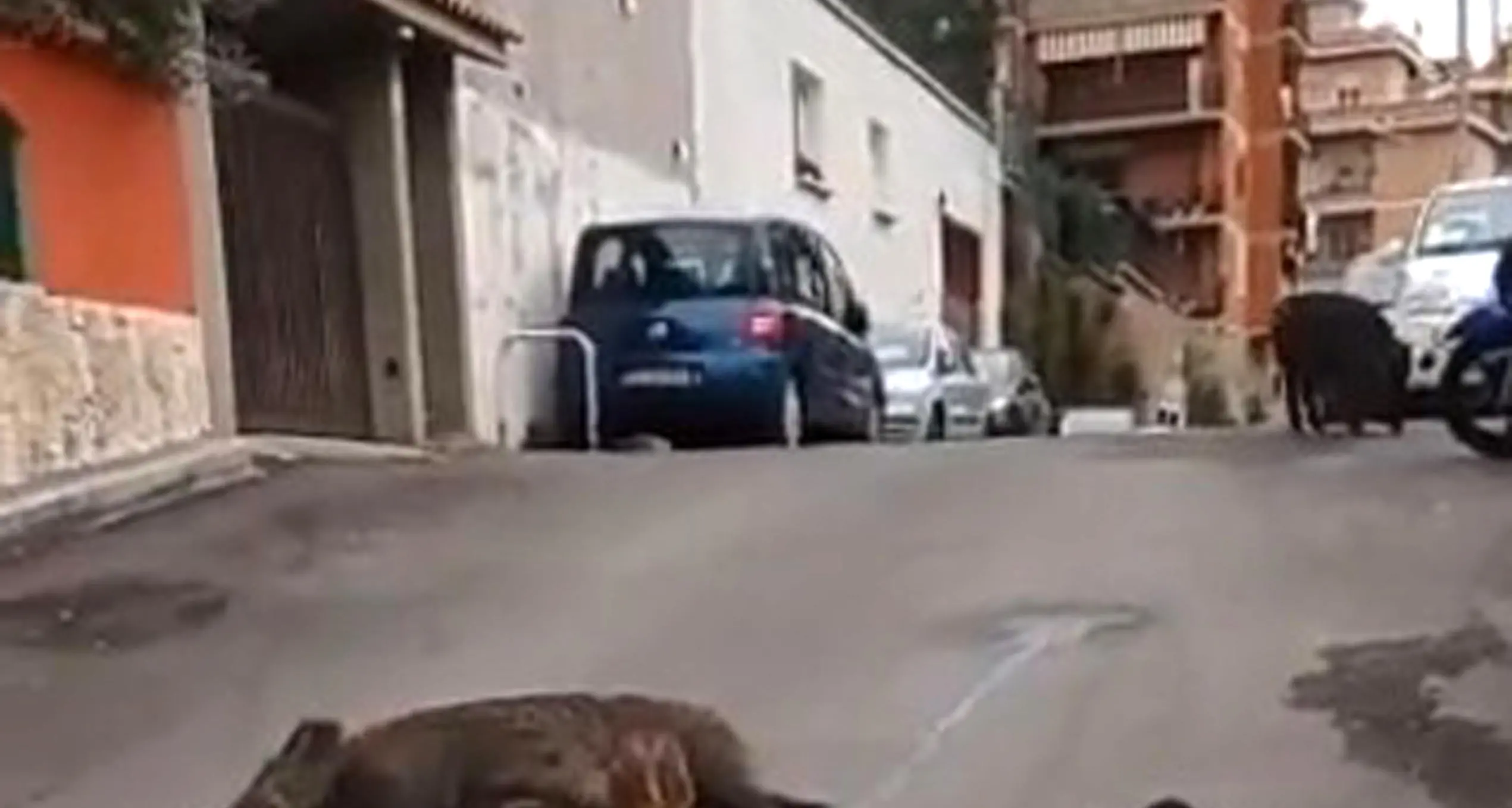 A Roma i cinghiali allattano per strada