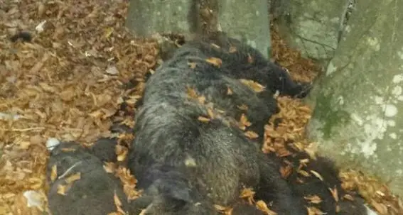 Morte di M62, i forestali: «Probabile attacco di un orso adulto»