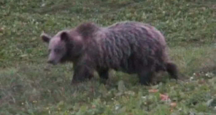 Il Parco Adamello Brenta: «Lucida e corretta la reazione dell'uomo aggredito dall'orso»