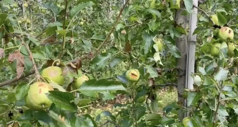 La minaccia del meteo: in Trentino record delle produzioni agricole assicurate