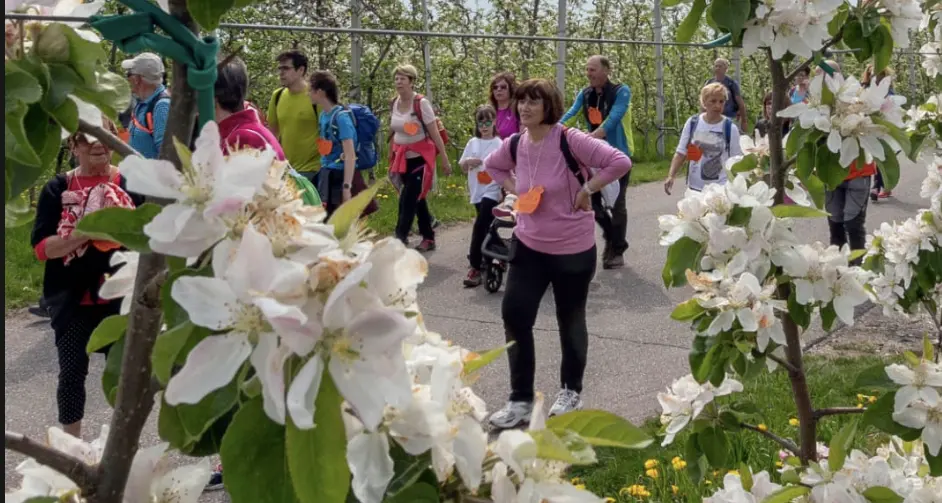 Quattro Ville in fiore, domenica la passeggiata tra i meli