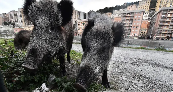 Cinghiali irrompono in un asilo in Abruzzo: panico in classe, maestra ferita