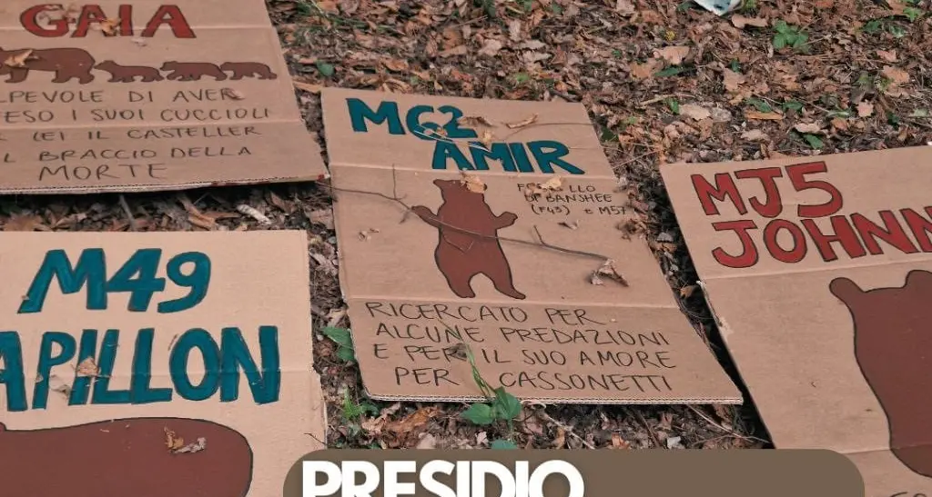 Orsi “imprigionati” al Casteller, presidio di solidarietà
