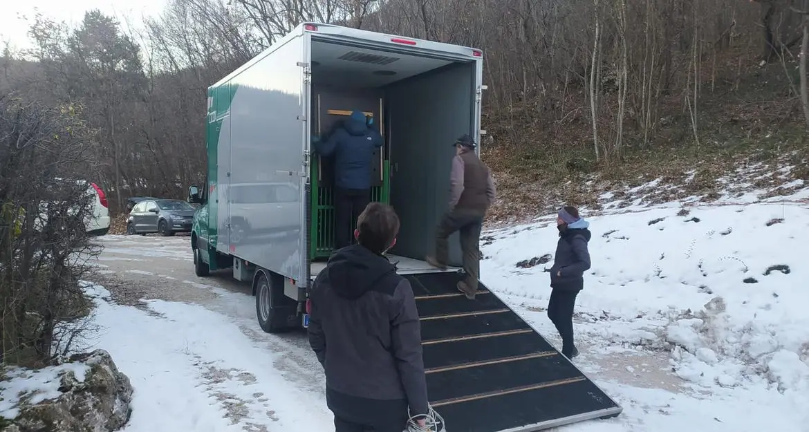 L’orso M57 in viaggio dal Casteller verso l’Ungheria: starà in un parco per orsi e lupi