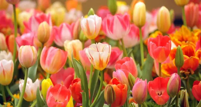 A Bardolino altri 50mila tulipani in fiore, ora sono un milione