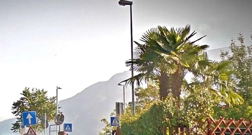 Caldo a Natale, allarme sul Garda: la falena si mangia le palme