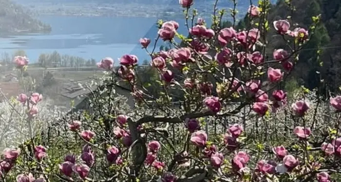 “Susà in fiore”, domenica 6 aprile la passeggiata tra i ciliegi