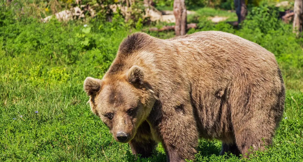 L'orso con radiocollare in valle di Sole ha un nome: è M90