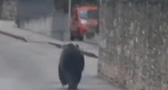 Gli animalisti denunciano l’ automobilista che ha filmato l’orso a Arco: «Lo ha spinto in paese»