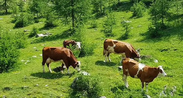 Valle del Chiese: travolti da un cavallo durante la desmalgada