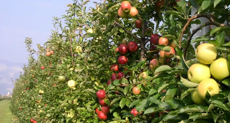 Il “No” del Wwf ai pesticidi nella coltivazione delle mele: domenica manifesteranno a Caldaro