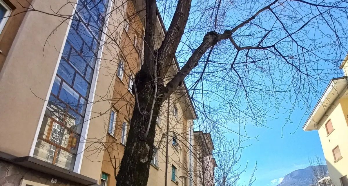 Nuove piante per il centro storico