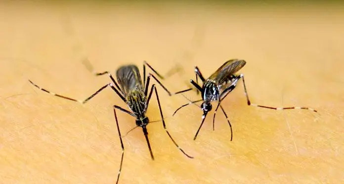 La zanzara coreana resistente al freddo dilaga nel Nord Italia e in Trentino