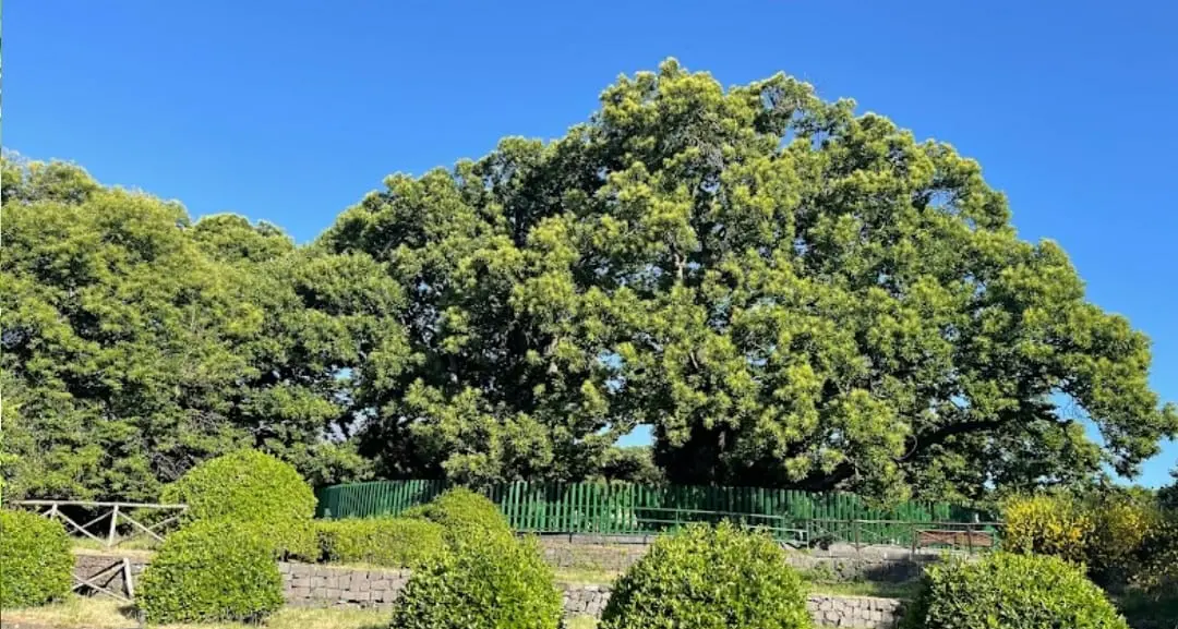 Gemellaggio Sicilia-Trentino: per le Vigiliane il Comune di Sant’Alfio donerà una parte del castagno millenario patrimonio dell’Unesco