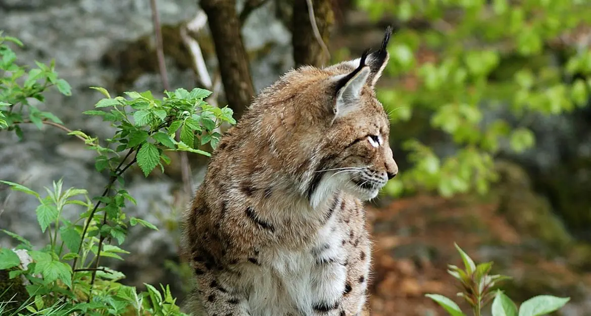 La lince \"taglia\" la strada alla corriera: è successo in val di Ledro
