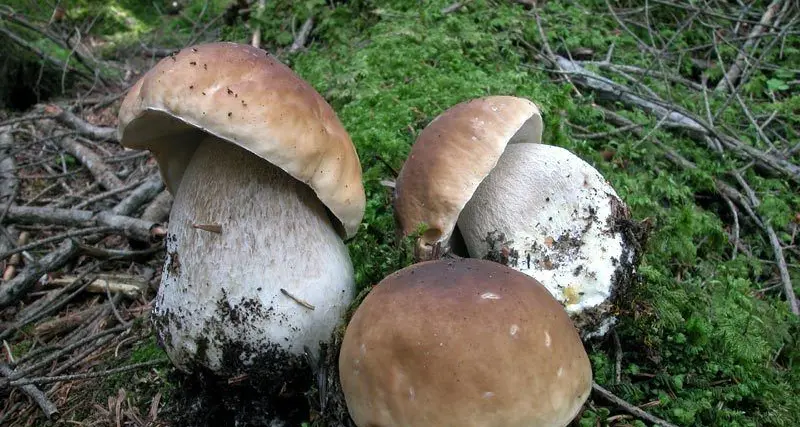 Coldiretti: «Grazie alle piogge è boom di funghi porcini nei boschi italiani»