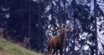 «Parco Adamello Brenta, cani al guinzaglio dentro e fuori l’area protetta per tutelare la fauna selvatica»