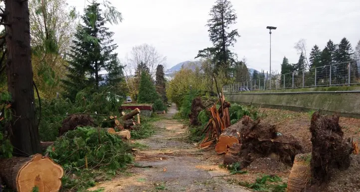Levico e Roncegno, 100 arboricoltori riuniti per “curare” gli alberi dopo Vaia