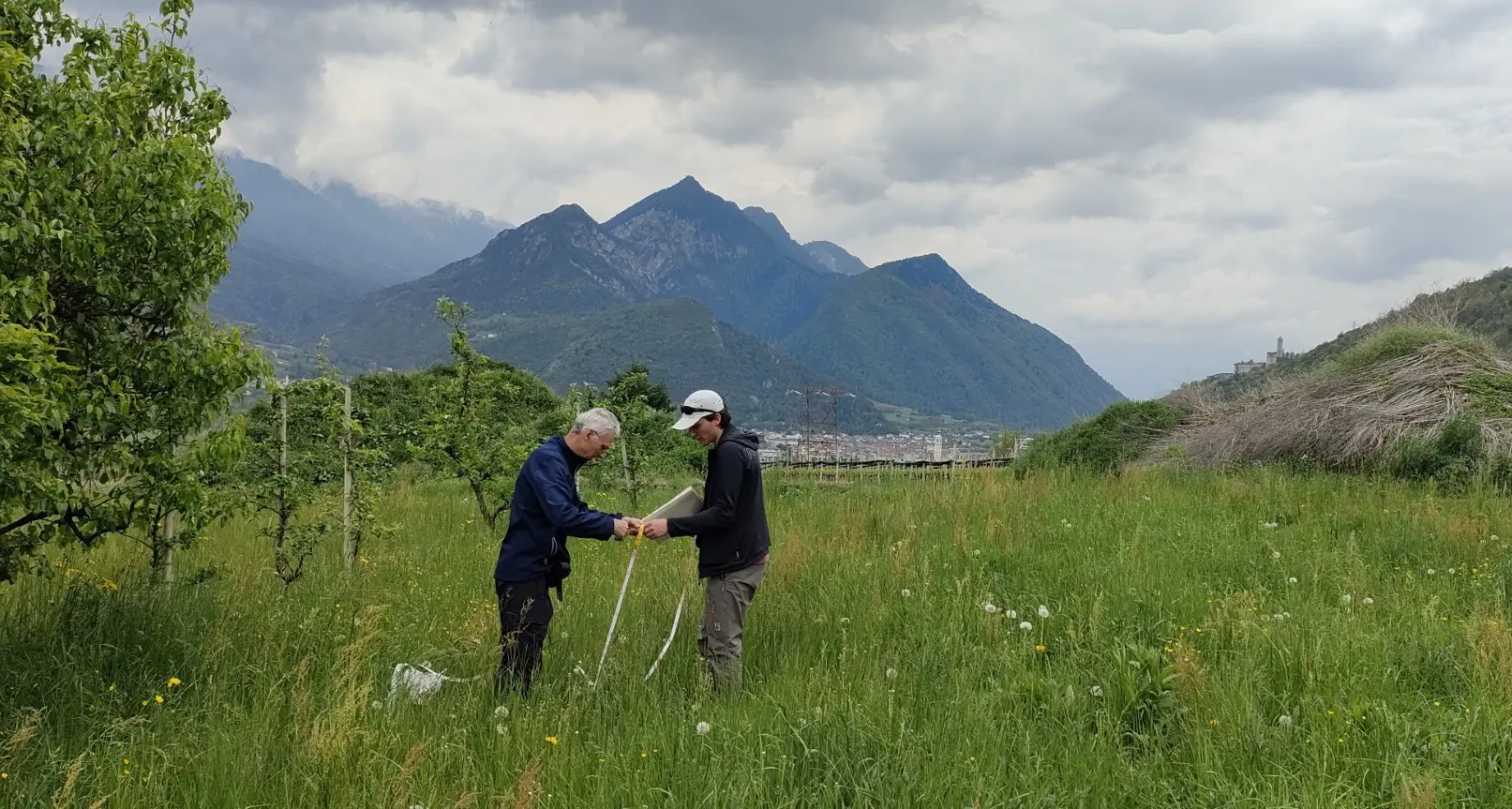 Valsugana, i prati ricchi di fiori? Sempre più rari