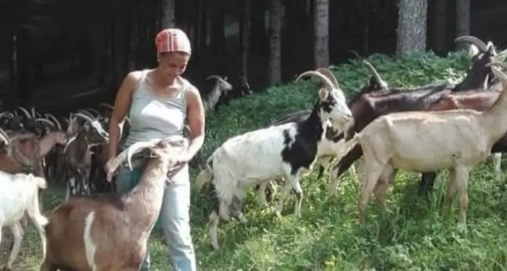 Agitu, polemiche in Trentino dopo il trasferimento del gregge