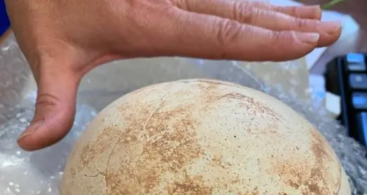Tra pacchi in consegna spunta l’uovo di dinosauro