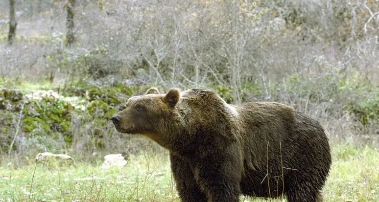 Per l’orso M90 Ispra concede alla Provincia abbattimento o cattura