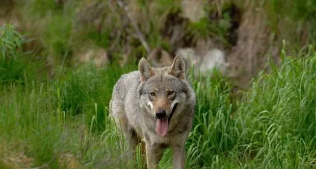 Lupi, tre nuove cucciolate in Trentino. Accertato un terzo nucleo di sciacallo dorato