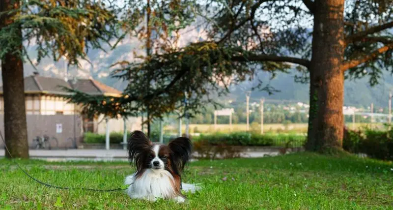 L'autista nega la corsa autobus a madre e figlio con cane
