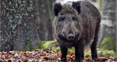 Visori notturni per ammazzare i cinghiali, via libera della Provincia
