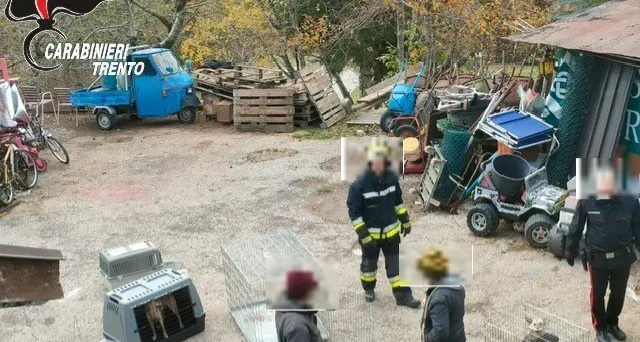 Sant’Orsola Terme: animali maltrattati, denunciato un uomo