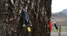 Alla scoperta dei segreti delle piante: un corso sulla stabilità degli alberi
