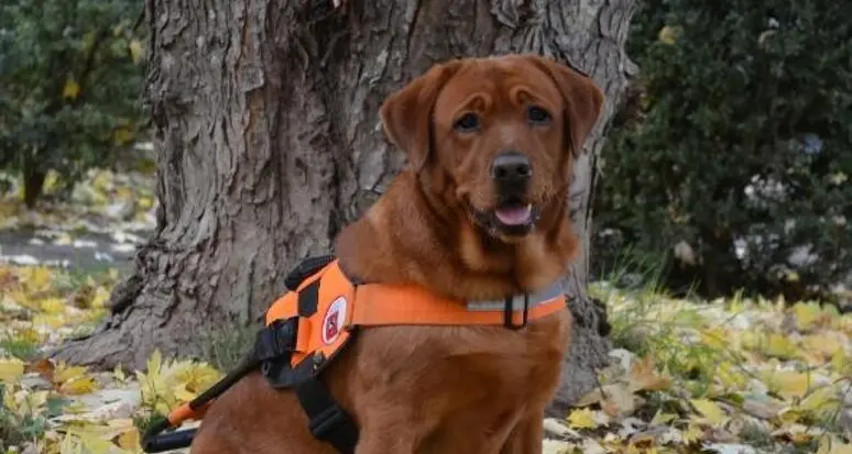 Non vedente rifiutata in albergo per il cane, le scuse dell'Apt Val di Fassa