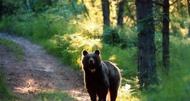 Incontro con l’orsa a Roncone, intervento degli animalisti: «Sia fatta chiarezza»