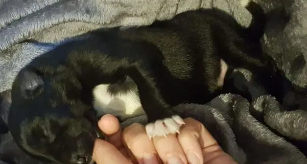Cuccioli di cane uccisi a martellate, la Lega chiede una pena esemplare
