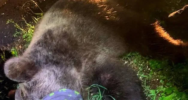Gli animalisti accusano la Provincia: “M57 deportato, resta prigioniero”