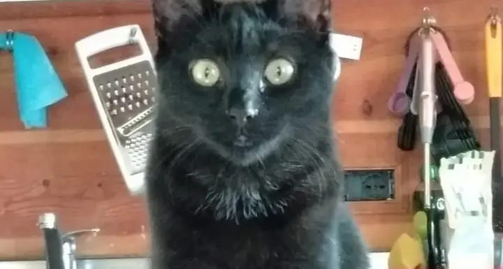 “Gat el Chip”, a Baselga di Piné un incontro per promuovere l’anagrafe felina