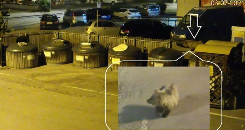 L’orso passeggia per Ponte Arche