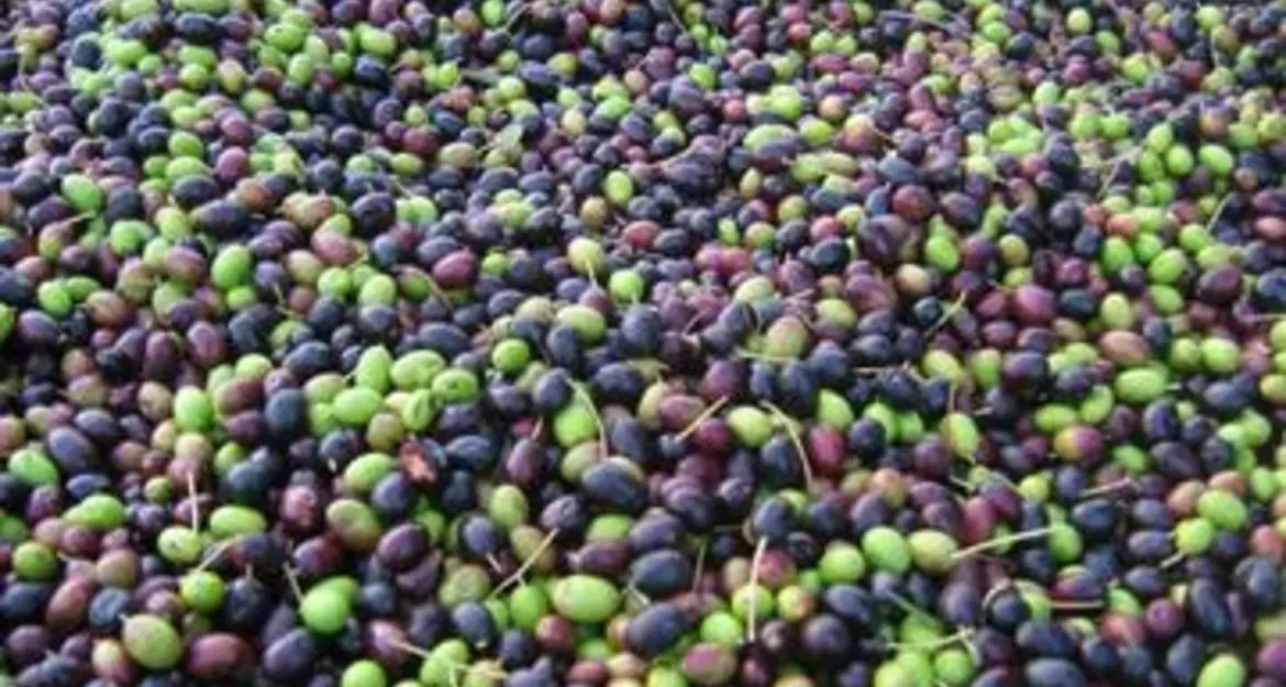 Crollo della produzione di olive trentine: arriva l’aiuto della Provincia