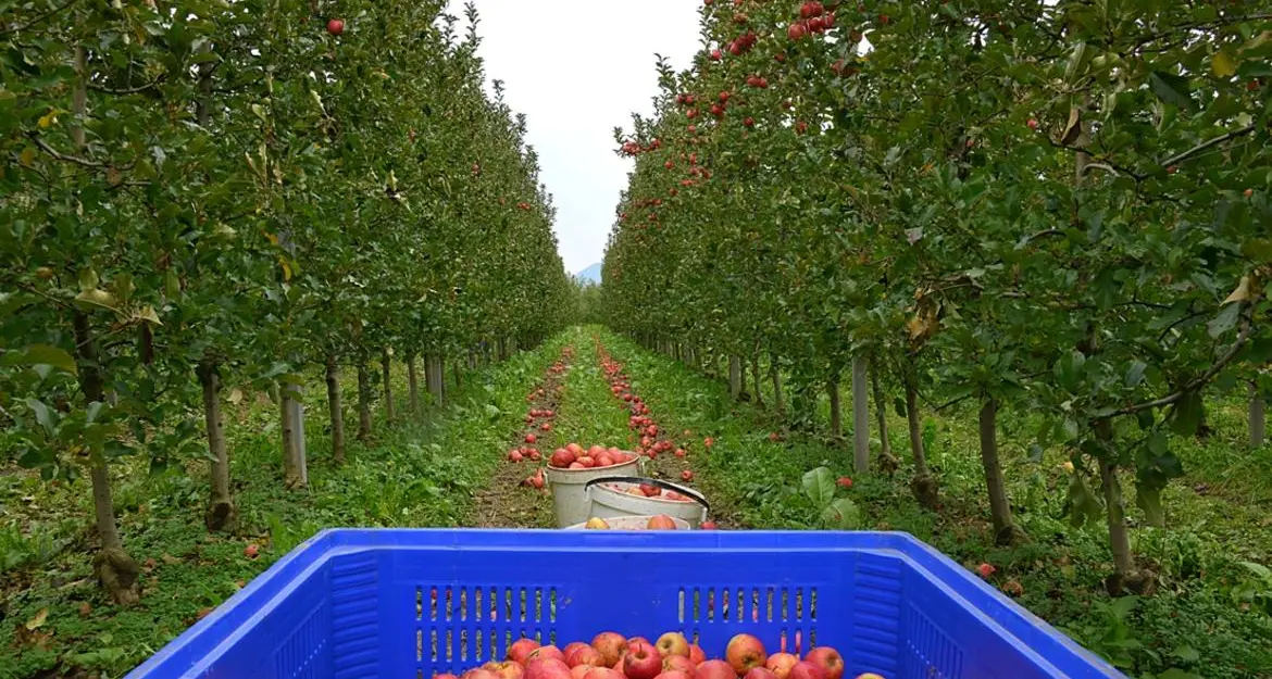 Vaccino J&J per i lavoratori agricoli stagionali in Trentino