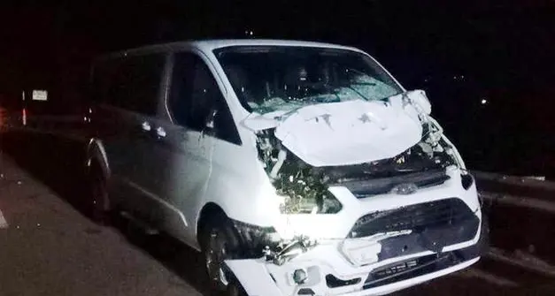 Tione, furgone travolge e uccide un cavallo e una mula
