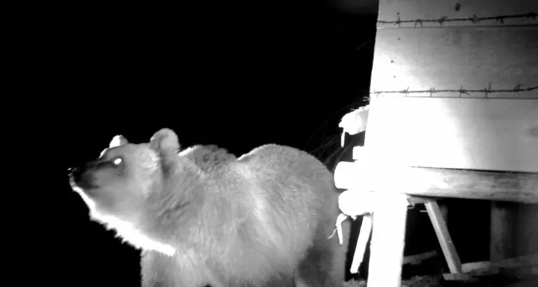 Il monito degli animalisti: “Tentativi di catturare M91, rischia l’uccisione”
