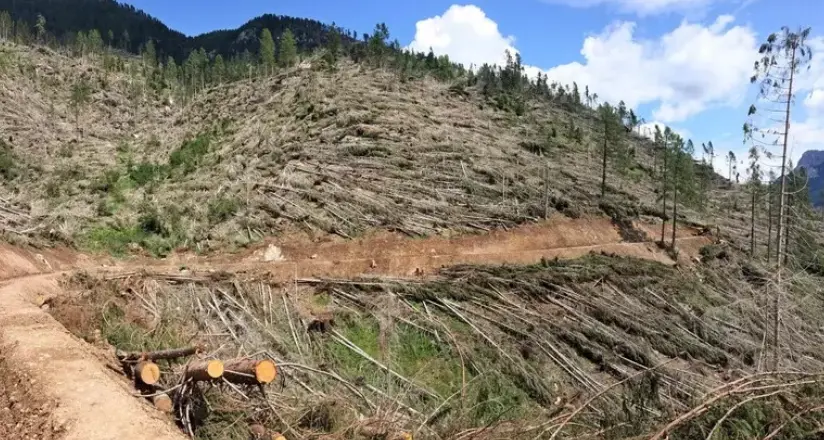 Dopo Vaia1.500 cantieri forestali per risistemare i boschi del Trentino