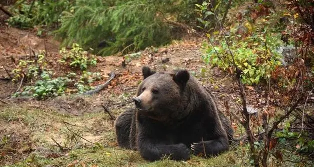 Morte dell’orsa F43, crescono le proteste. Wwf: «Danno biologico non indifferente»