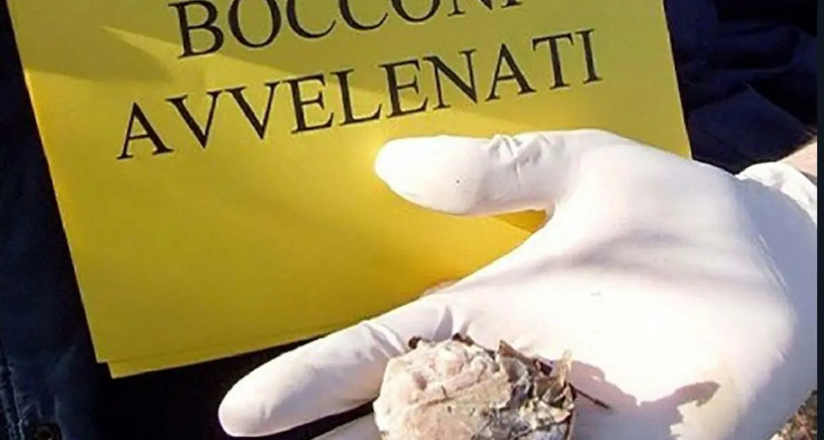 Polpette di carne col topicida: allarme bocconi avvelenati a Brentonico
