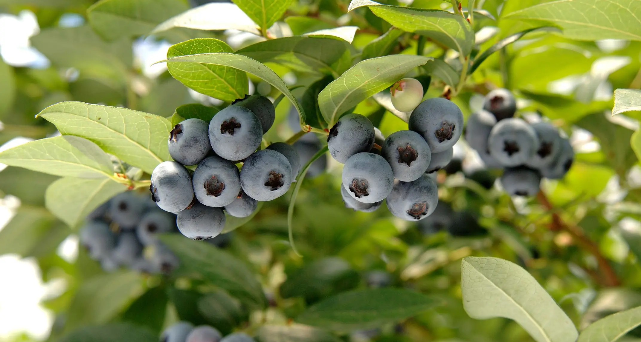Piccoli frutti, in Trentino la produzione è di 12.000 tonnellate